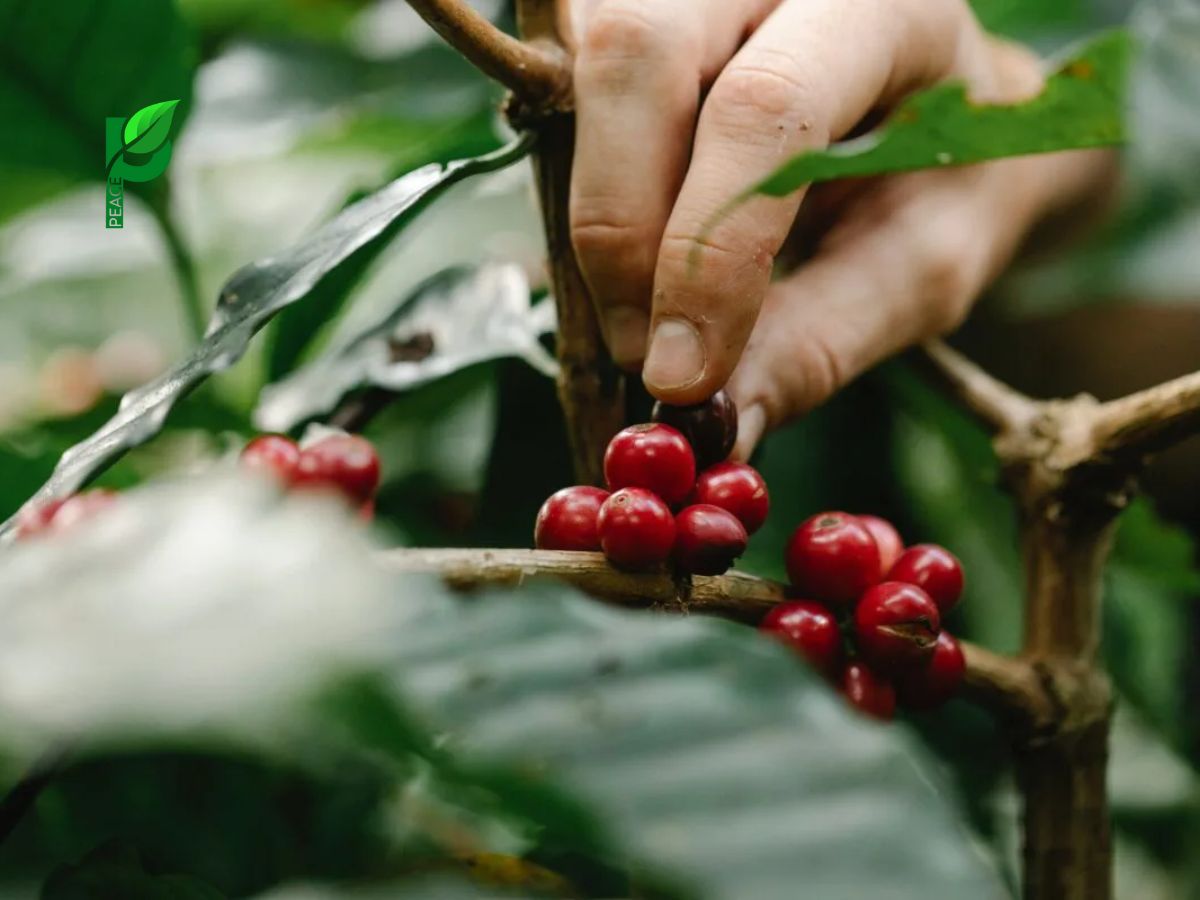 Bảo Vệ Môi Trường