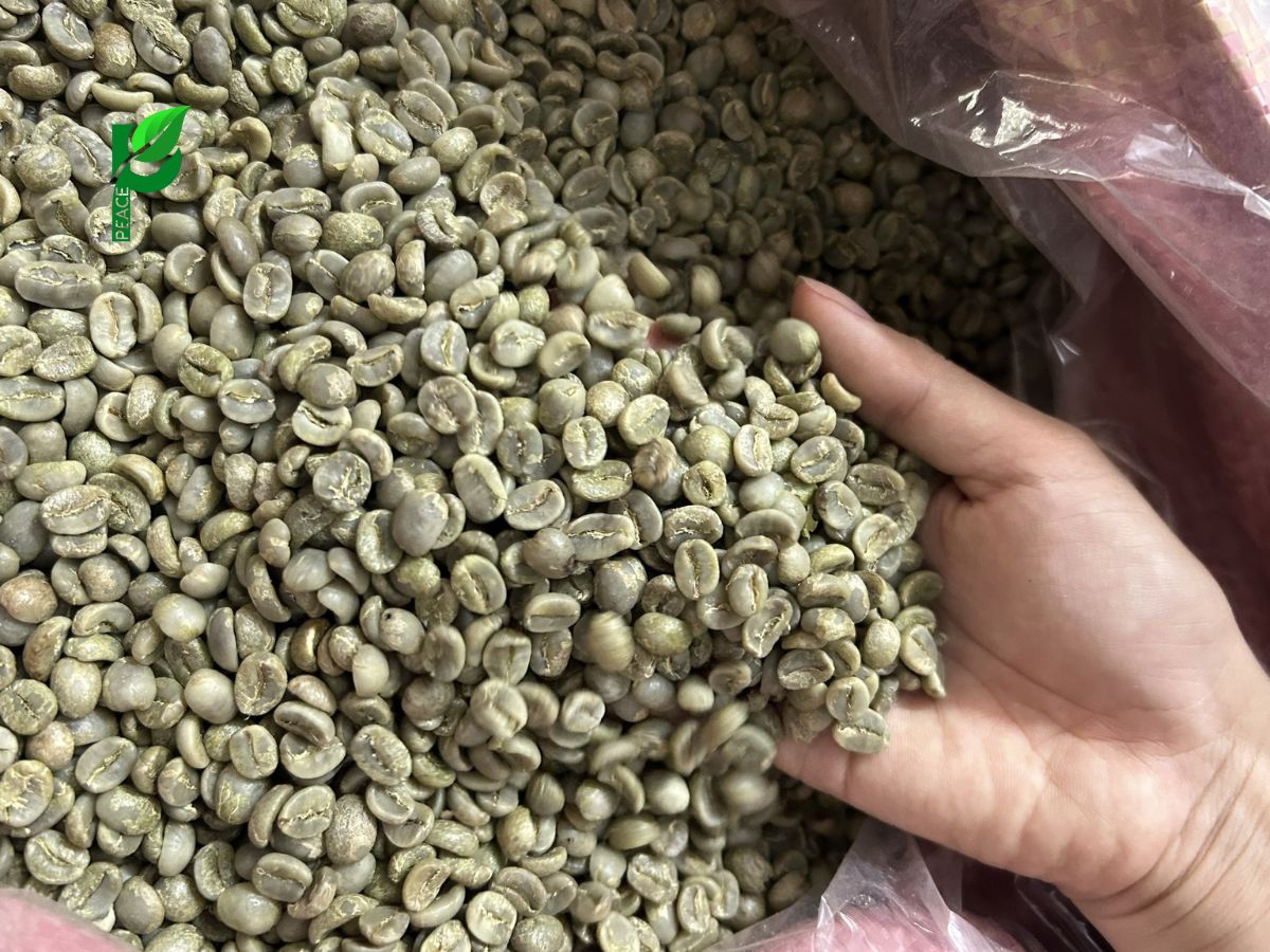 Cà Phê Nhân Xanh Arabica