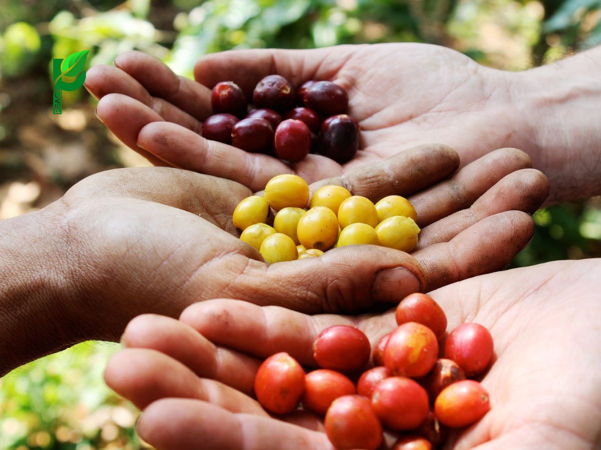 Cà Phê Specialty Là Gì