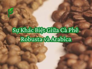 Sự Khác Biệt Giữa Cà Phê Robusta và Arabica