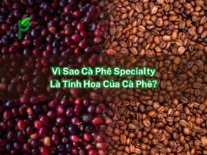 Vì Sao Cà Phê Specialty Là Tinh Hoa Của Cà Phê