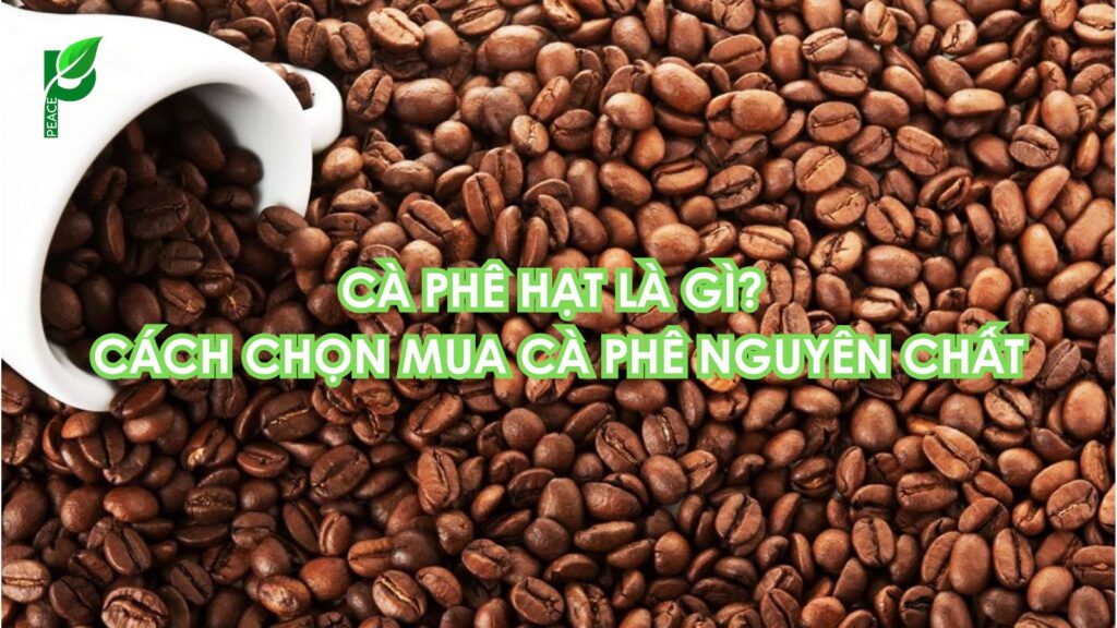 ca-phe-hat-la-gi-cach-chon-mua