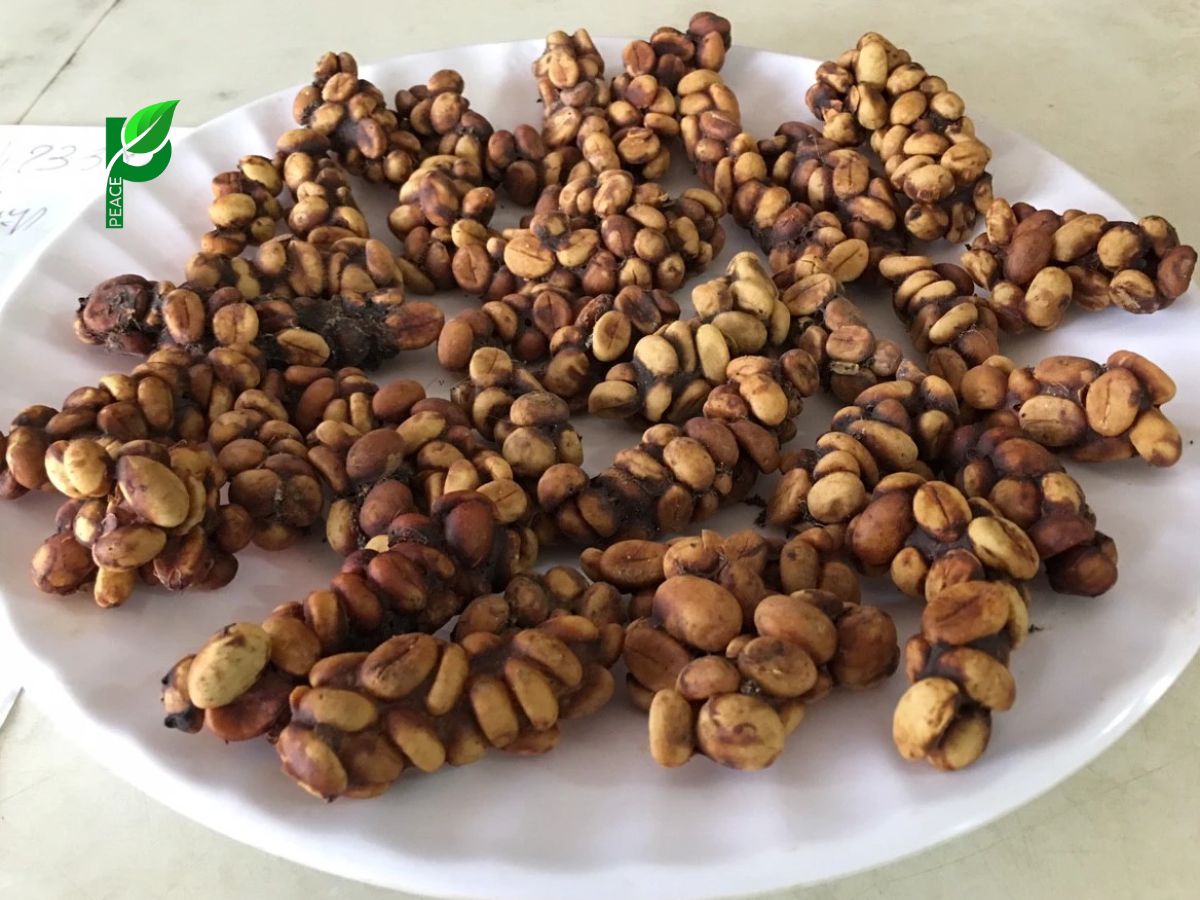 Bảo quản và thưởng thức cà phê chồn