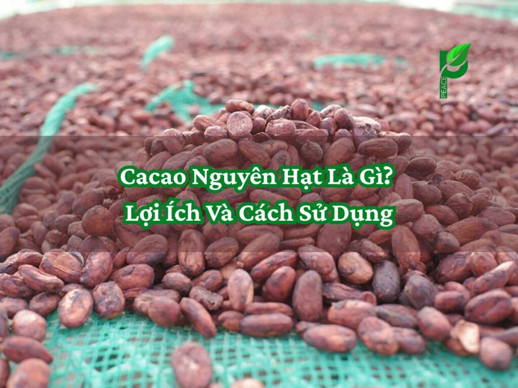 Cacao Nguyên Hạt Là Gì_ Lợi Ích Và Cách Sử Dụng