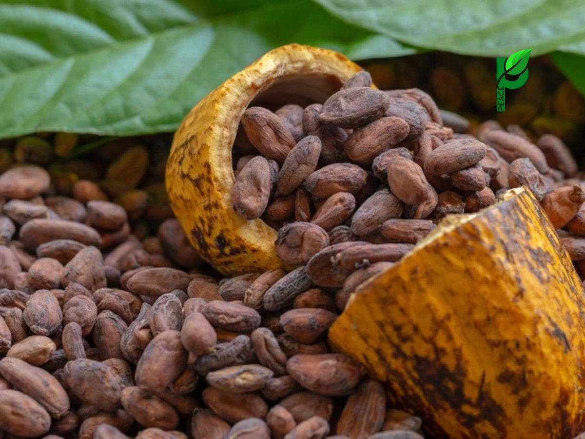 Cách sử dụng cacao nguyên hạt