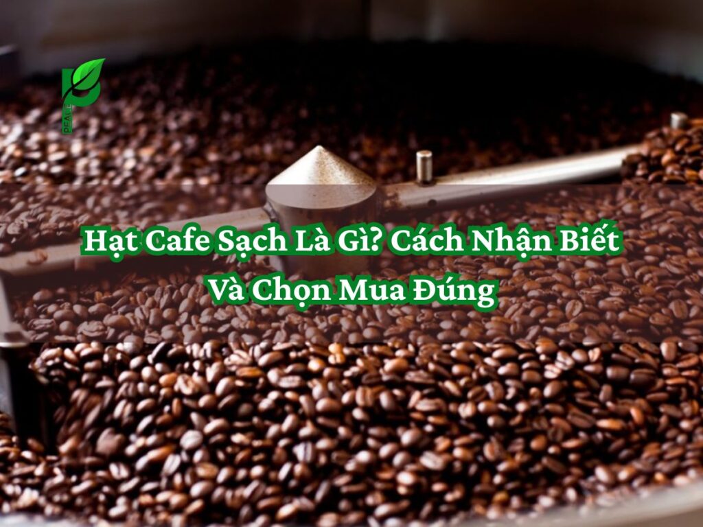 Hạt Cafe Sạch Là Gì_ Cách Nhận Biết Và Chọn Mua Đúng