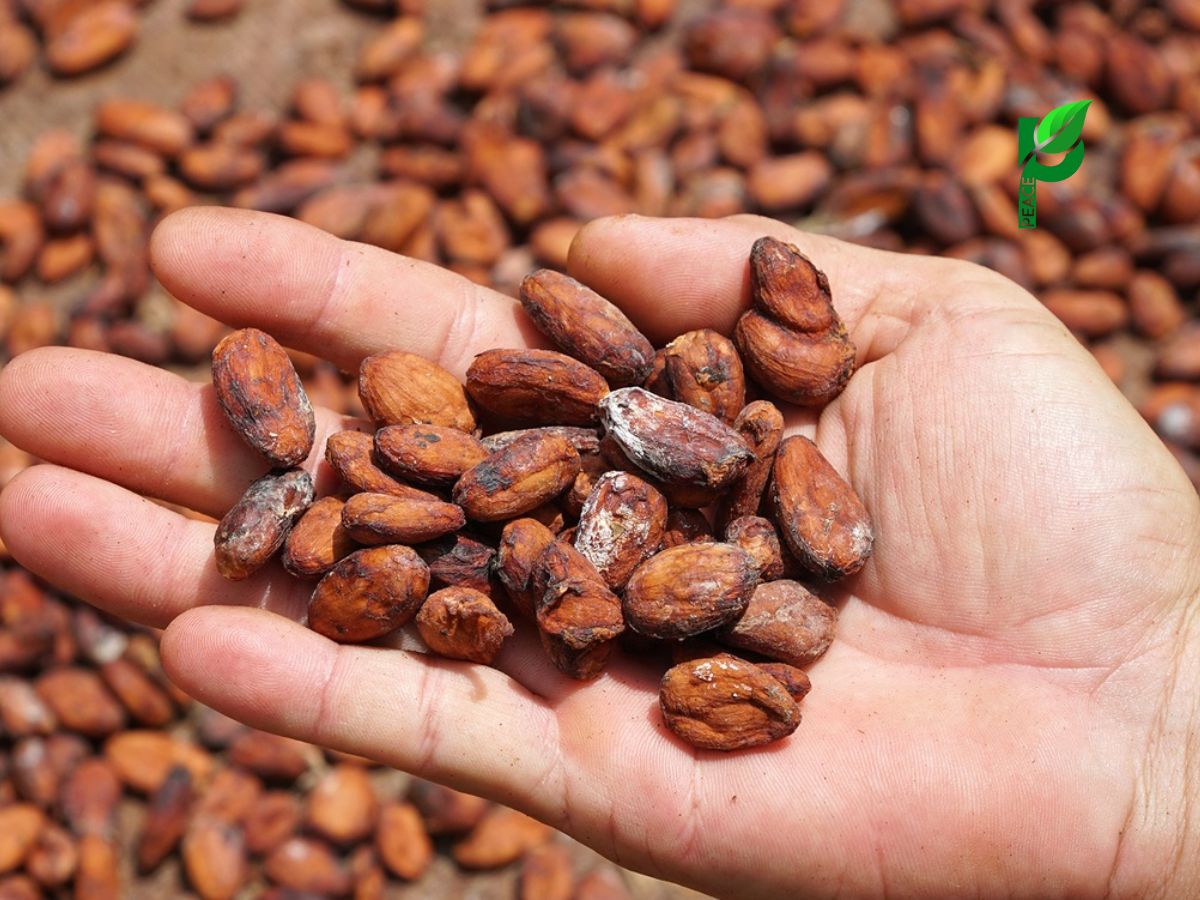 Lợi ích sức khỏe của cacao nguyên hạt