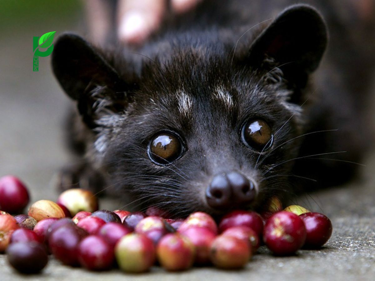 Nguồn gốc của cà phê chồn