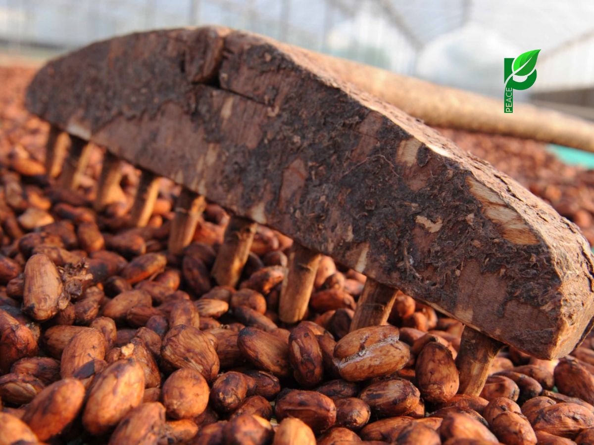 Phơi nắng đều trong 7–10 ngày