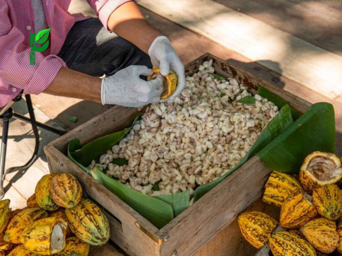 Hạt cacao lên men tự nhiên