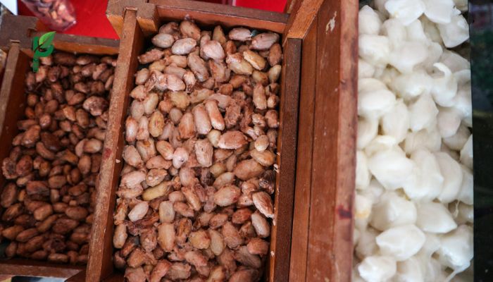 Hạt cacao lên men