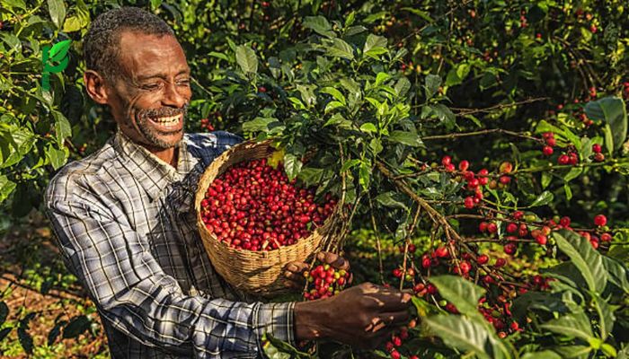 Cà phê Ethiopia Yirgacheffe