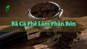 Bã Cà Phê Làm Phân Bón