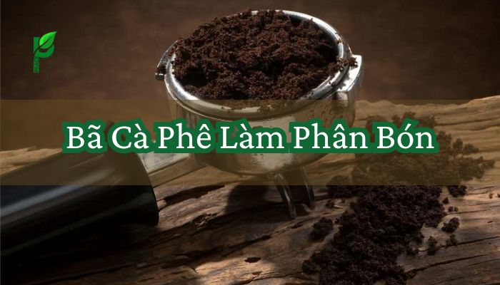 Bã Cà Phê Làm Phân Bón