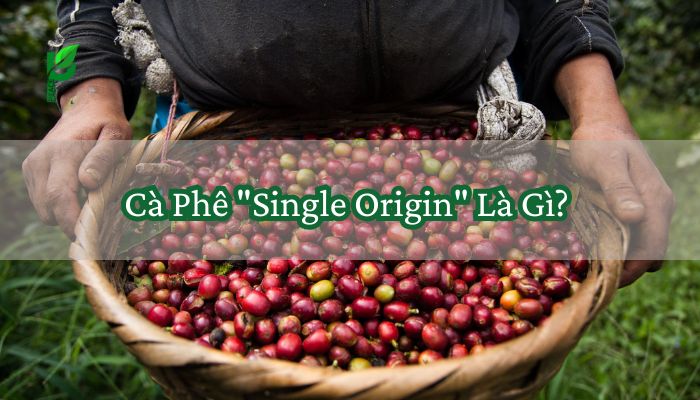 Cà Phê Single Origin Là Gì
