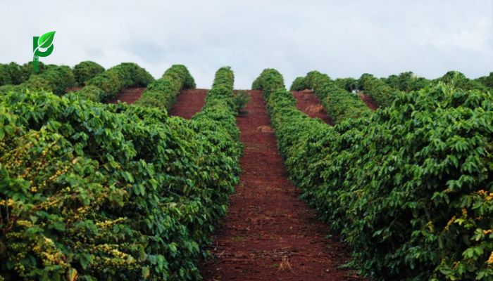 Cà phê Cấu Đất - Lâm Đồng