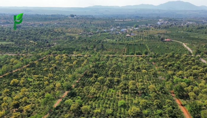 Cà phê Đắk Mil - Đắk Nông