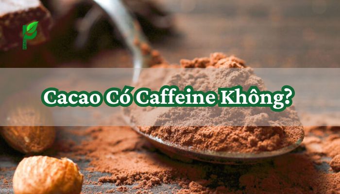 Cacao Có Caffeine Không