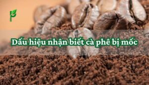 Dấu hiệu nhận biết cà phê bị mốc