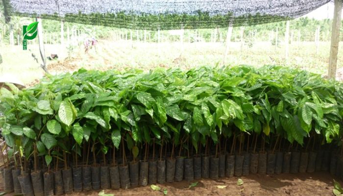 Giống cây cacao