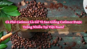 Cà Phê Catimor Là Gì_ Vì Sao Giống Catimor Được Trồng Nhiều Tại Việt Nam