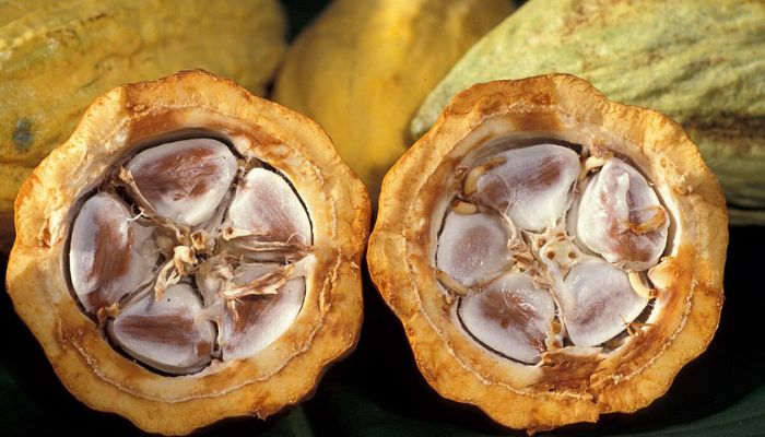 Cacao