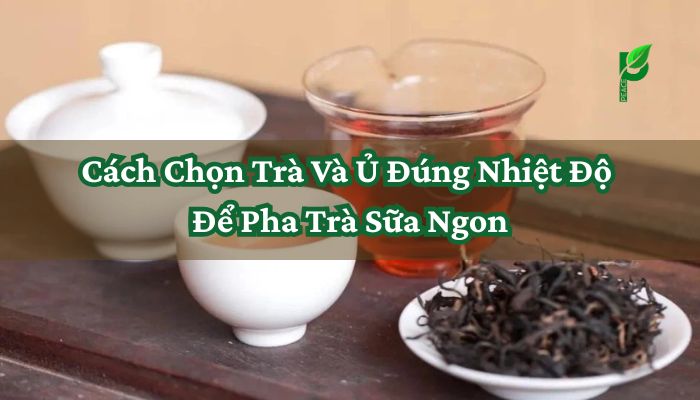 Cách Chọn Trà Và Ủ Đúng Nhiệt Độ Để Pha Trà Sữa Ngon