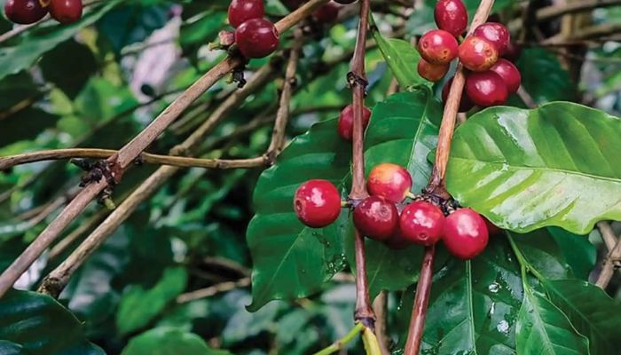 Catimor được trồng nhiều tại Việt Nam