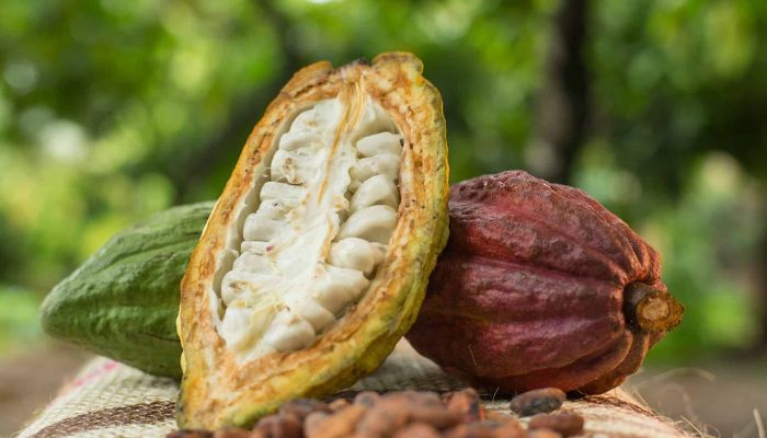 Nguồn gốc trồng cacao