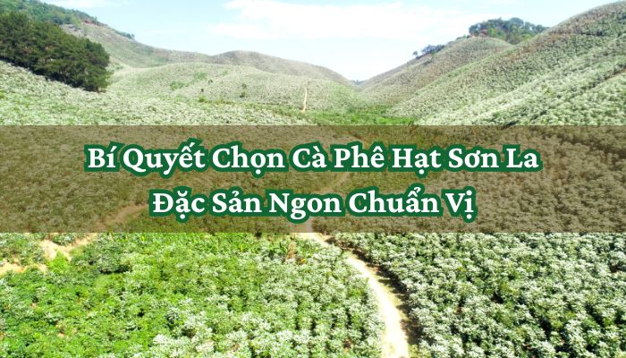 Cà Phê Hạt Sơn La