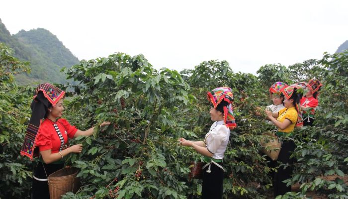 Cà phê Sơn La