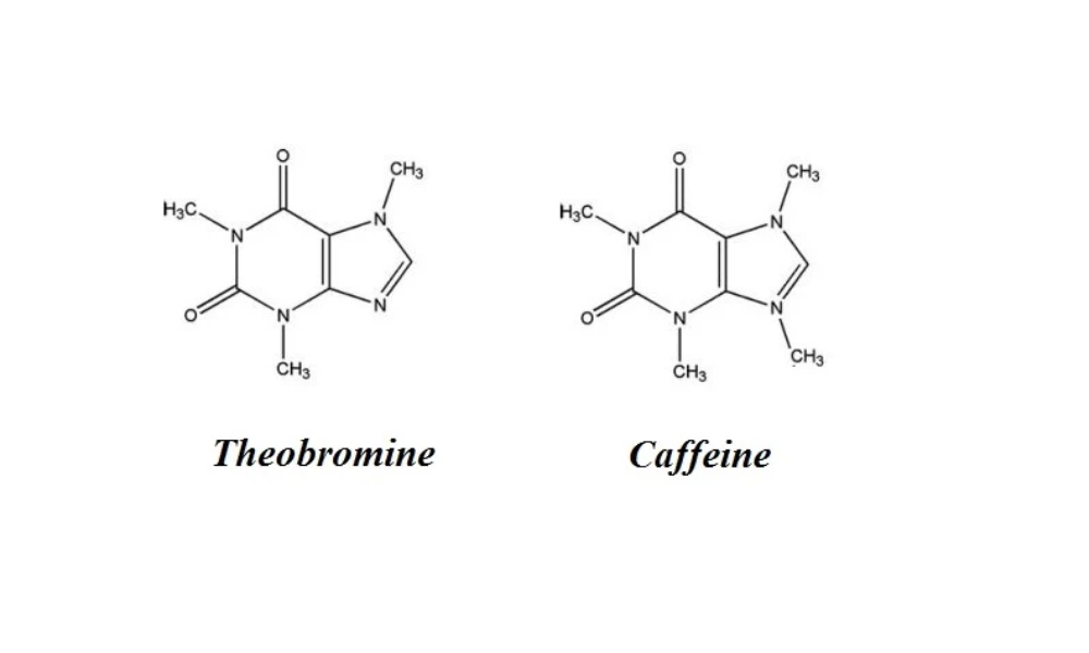 Caffeine và theobromine