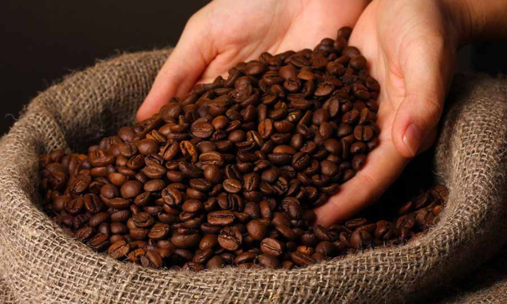 Robusta