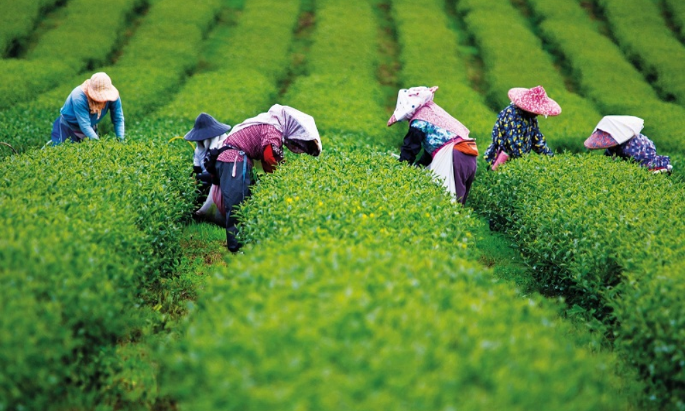 Thu hoạch Matcha
