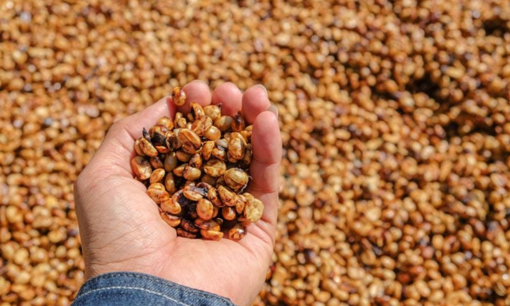 Cà Phê Nhân Xanh Honey Process Là Gì_ Đặc Điểm, Hương Vị Và Cách Nhận Biết