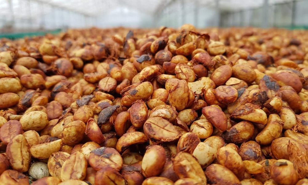 Cà phê nhân xanh Honey process có màu vàng ngà hoặc hơi nâu nhẹ