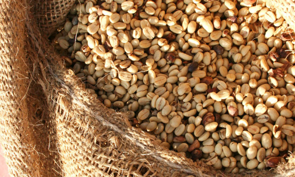 Cách bảo quản cà phê nhân xanh Honey process đúng chuẩn