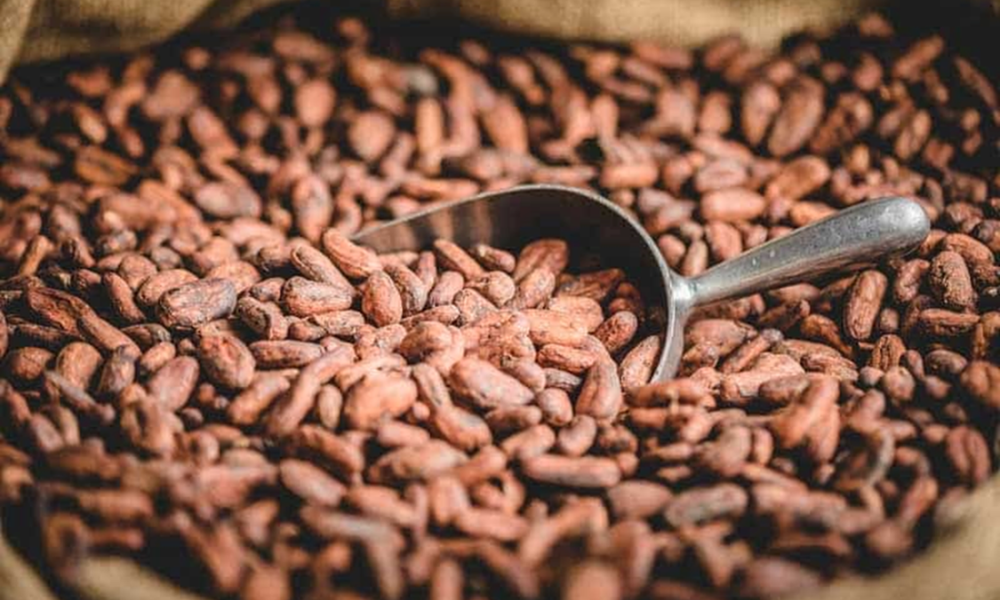 Rang Cacao Bao Nhiêu Độ Là Ngon Nhất_ Bí Quyết Rang Đúng Chuẩn Thợ Thủ Công