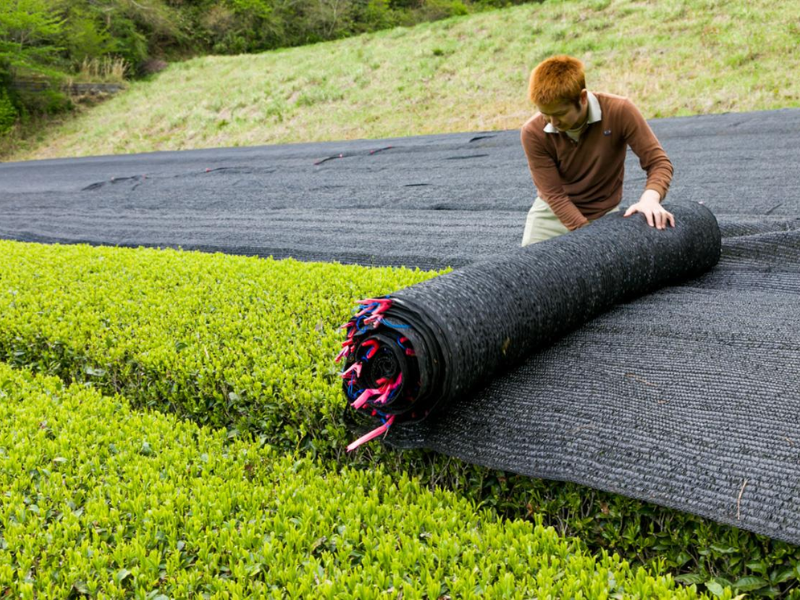 Che nắng trước khi thu hoạch