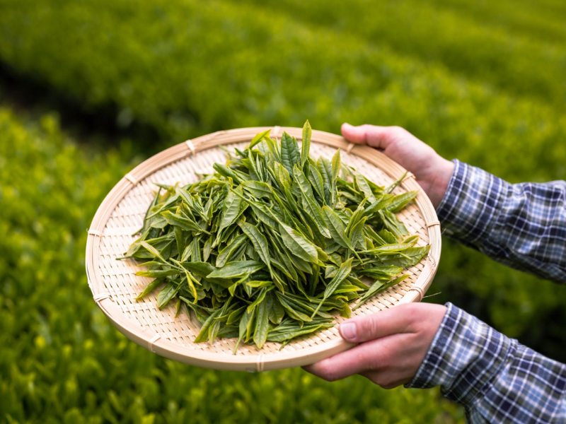 Chọn lọc lá trà chất lượng cao